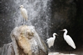 鳥語林