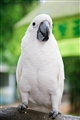 鳥語林
