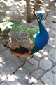 百鳥園