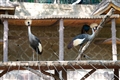 百鳥園