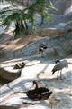 百鳥園