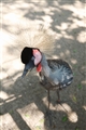 百鳥園